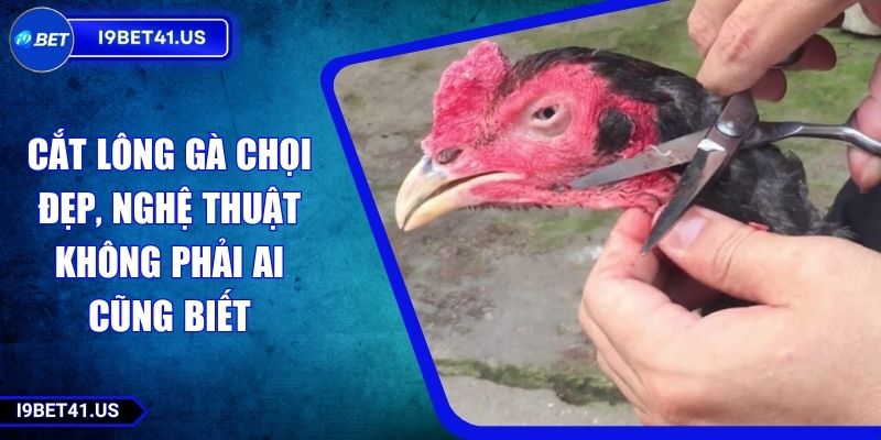 Cắt Lông Gà Chọi Đẹp, Nghệ Thuật Không Phải Ai Cũng Biết 5 Cắt Lông Gà Chọi Đẹp, Nghệ Thuật Không Phải Ai Cũng Biết