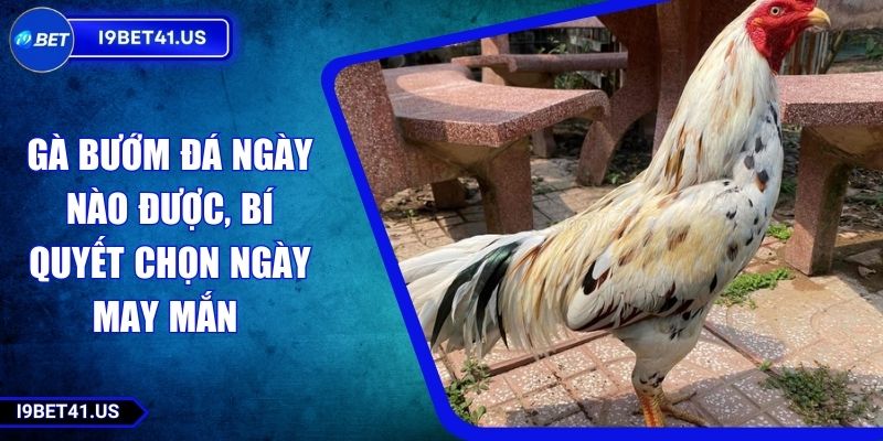 Gà Bướm Đá Ngày Nào Được, Bí Quyết Chọn Ngày May Mắn 9 Gà Bướm Đá Ngày Nào Được, Bí Quyết Chọn Ngày May Mắn