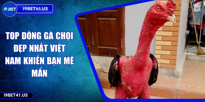 Top Dòng Gà Chọi Đẹp Nhất Việt Nam Khiến Bạn Mê Mẩn 6 Top Dòng Gà Chọi Đẹp Nhất Việt Nam Khiến Bạn Mê Mẩn